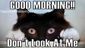 Funny Hilarious Good Morning Memes For Him